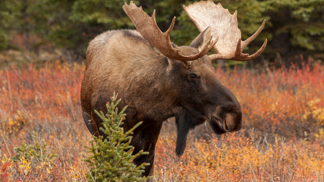 Cwd Found In Moose For The First Time In Montana