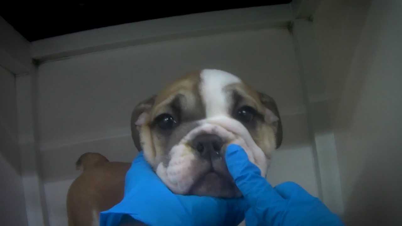 Petland Virginia store