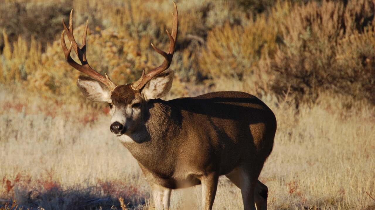 Mule Deer