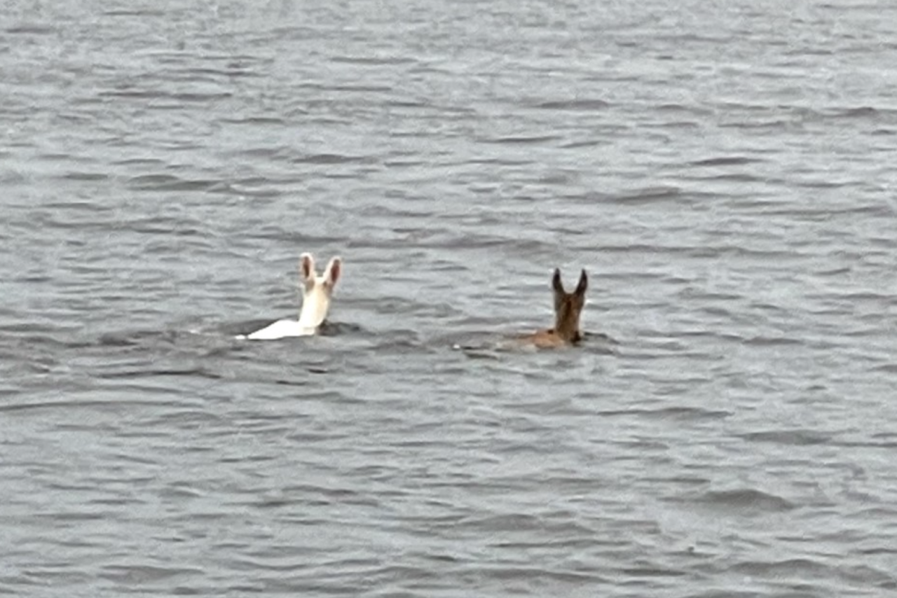 Deer on Lake Winneconne