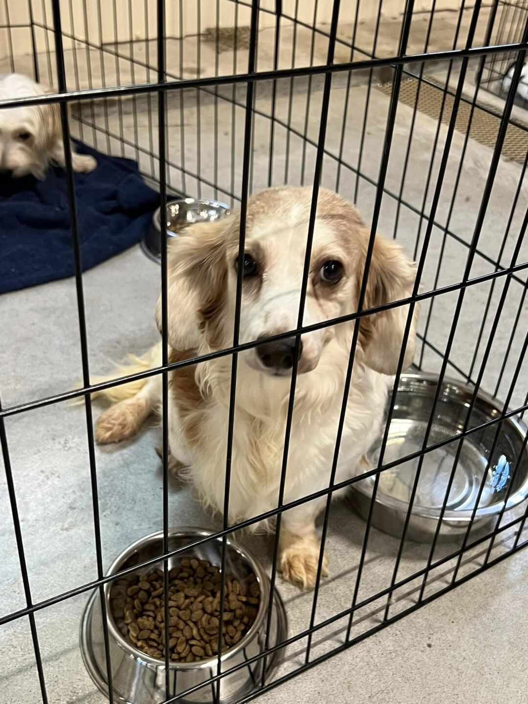 puppies rescued 3.jpg