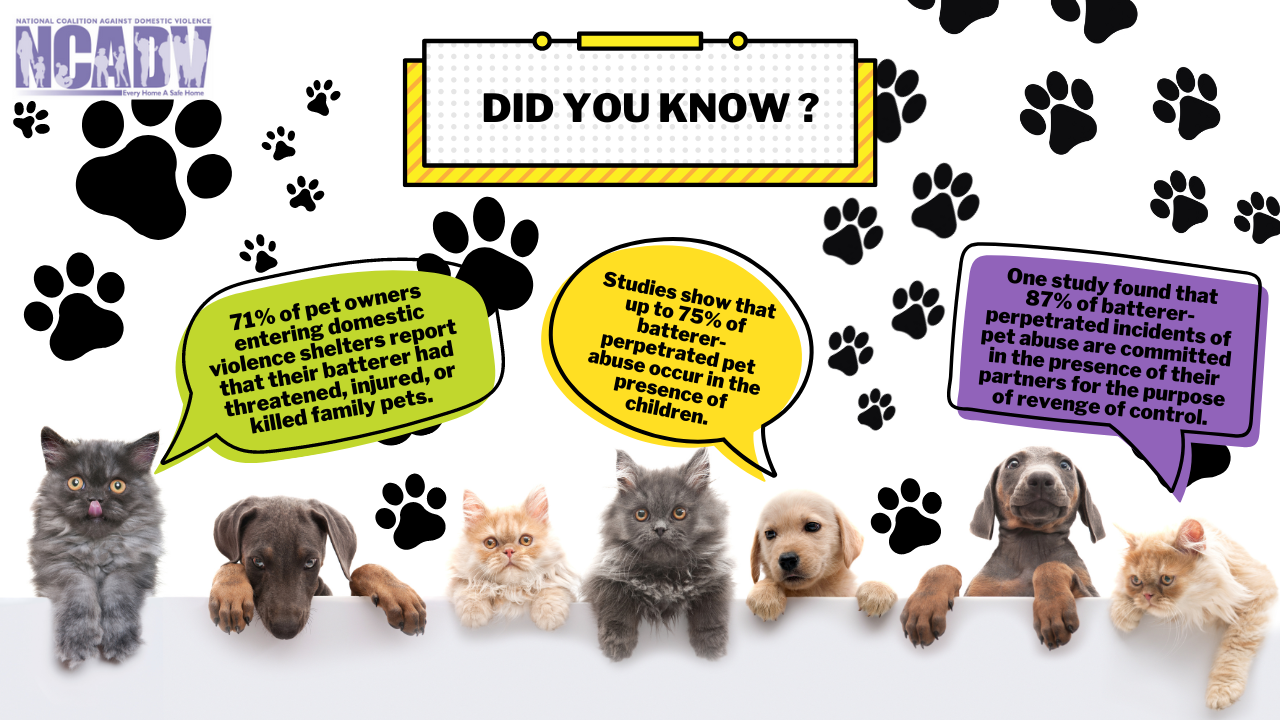Groomer in Palm Harbor, sharing information on domestic violence's impact on pets