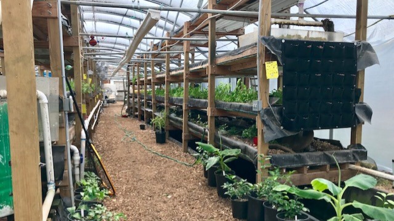 Nile Valley Aquaponics.jpg