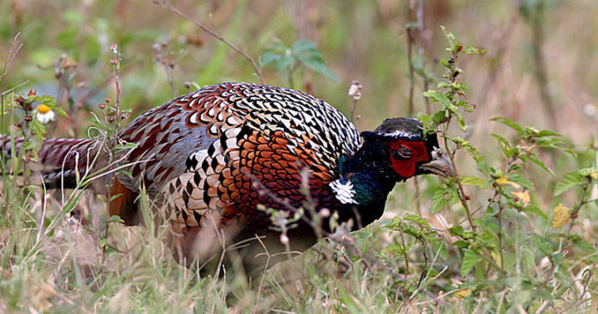 Ohio Pheasant Release Dates 2025
