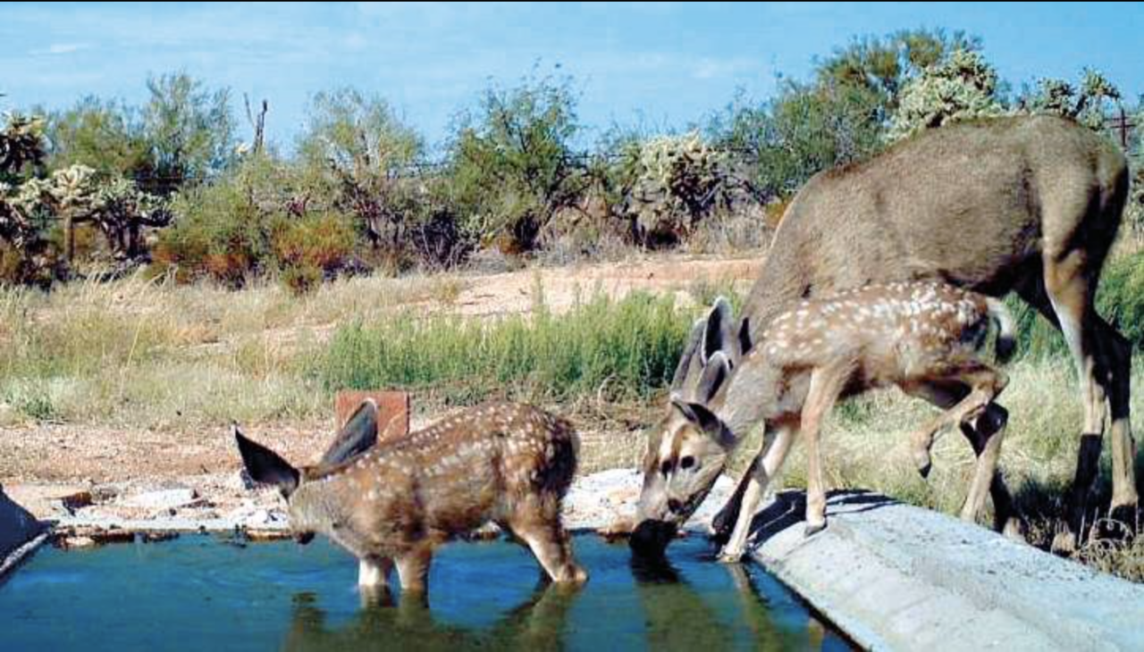 Water-catchments help thirsty animals survive desert heat