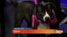 Celebrate Halloween with Pima Paws for Life