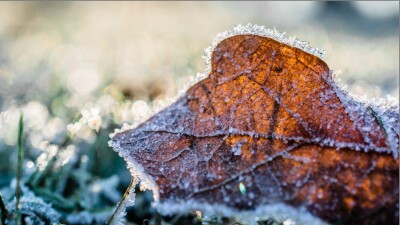 frost leaf