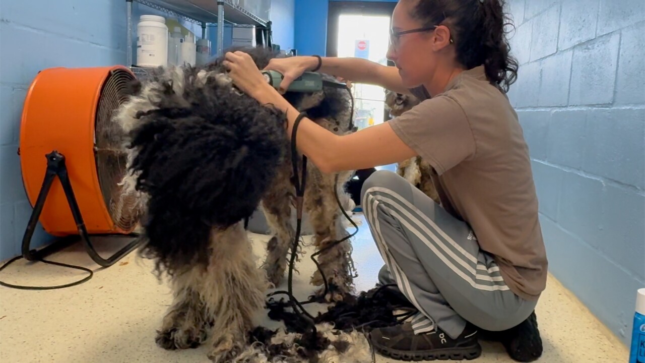 Doodle grooming Big Dog Ranch