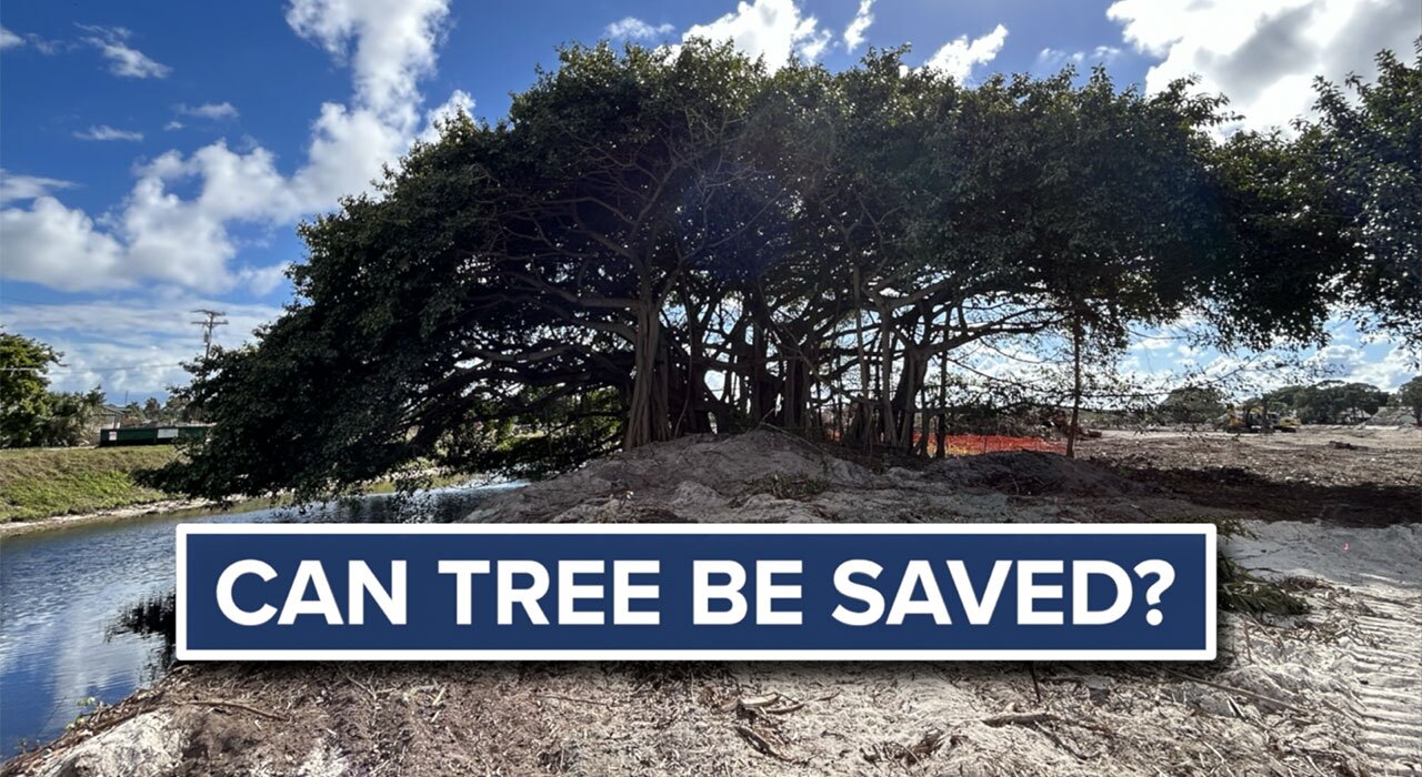 Delray Beach banyan tree 