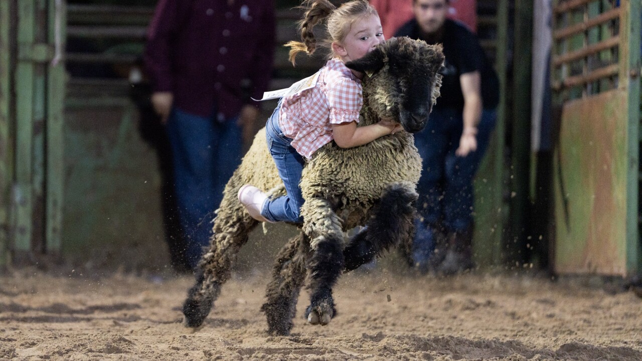Mutton Bustin'