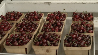 Cherries.png