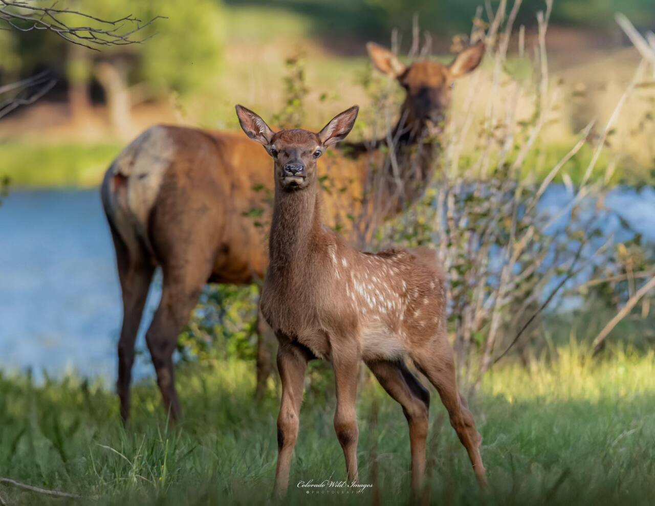 Elk mother and calf
