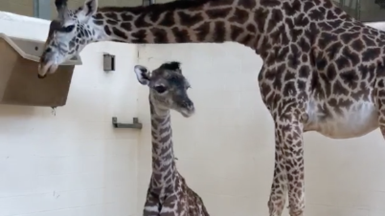 Baby Giraffe Born At The Cincinnati Zoo And Another Arrives In Just Months
