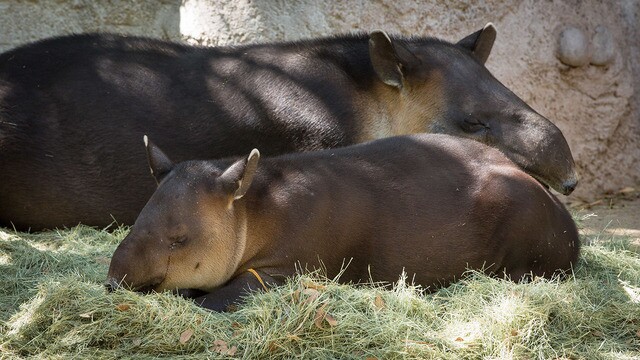 Babies of the Sonoran Desert