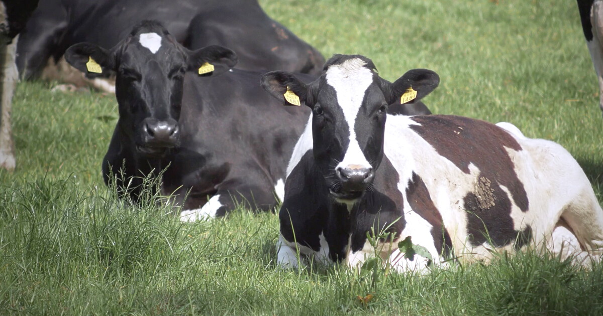 Cows cause concerns along Virginia highway: 'Use caution in this area' - Vimarsana News