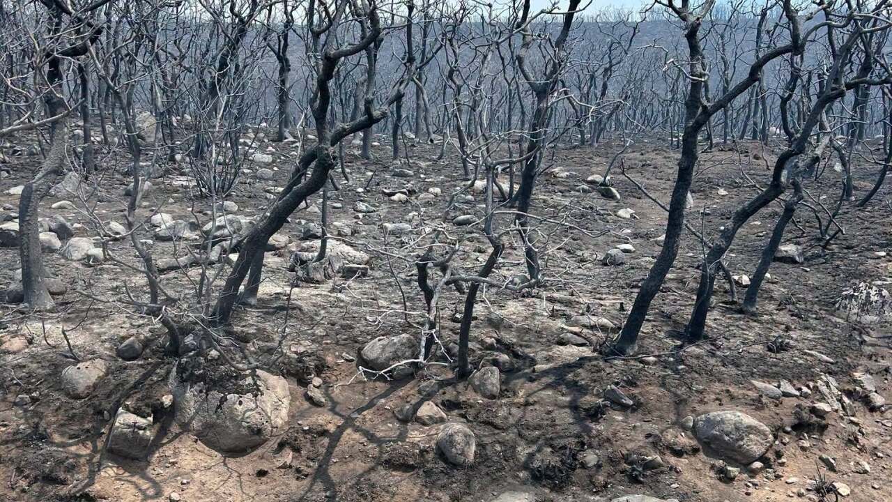 ferris fire.jpeg