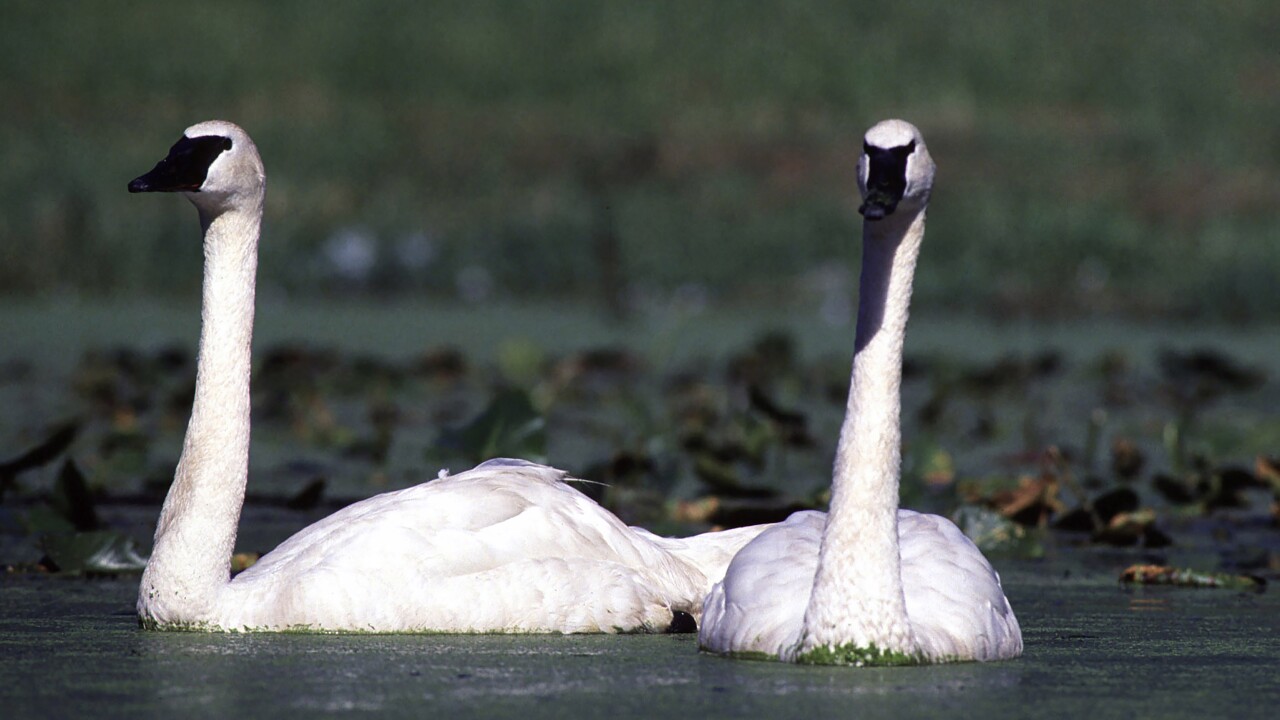 Trumpeter swans.jpeg