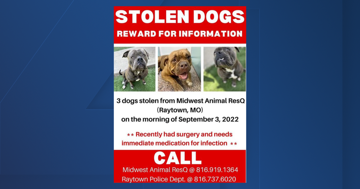 3 dogs stolen early Saturday morning from Midwest Animal ResQ 3 dogs stolen early Saturday morning from Midwest Animal ResQ