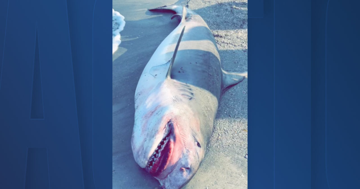 2 Pinellas County beach communities move to ban shark fishing - Vimarsana News