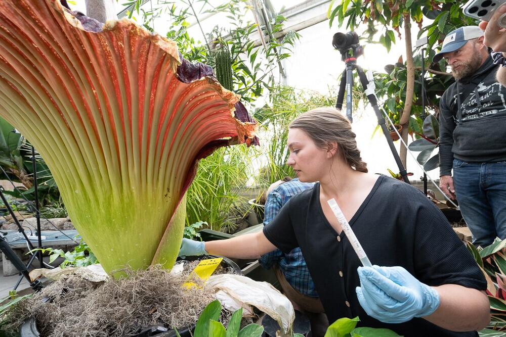 Corpse flower_Colorado State University