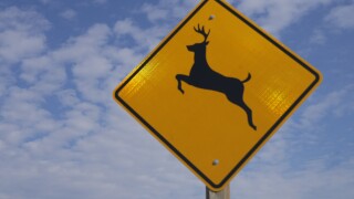 deer crossing sign