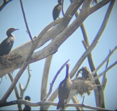 Cormorant Birds