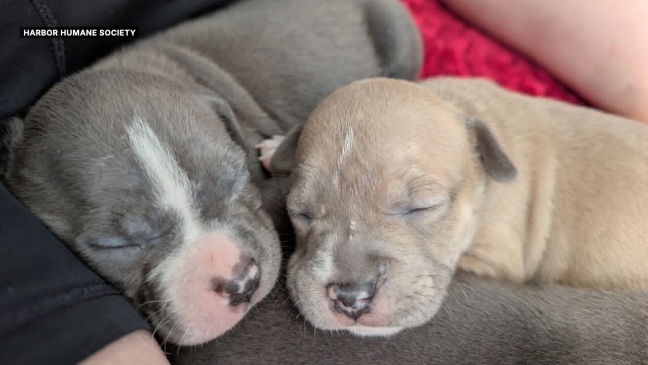 PUPS.jpg
