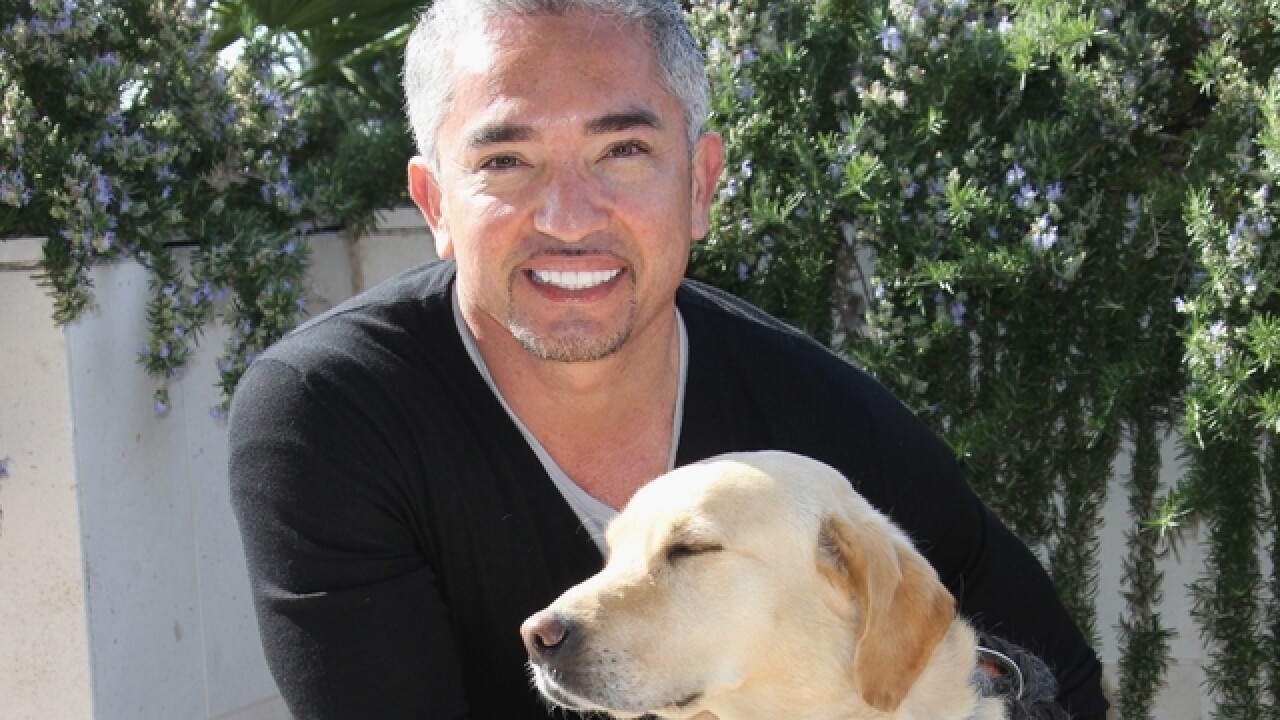 No Charges Against Dog Whisperer Cesar Milan