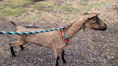 Nyssa animal cruelty