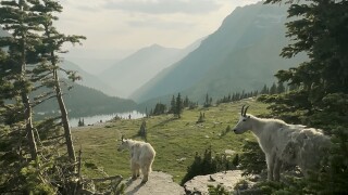 Glacier Goats