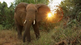 Elephant in Kruger National Park in South Africa.