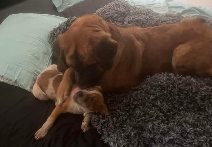 BELLA AND ROSY THOMPSON.jpg