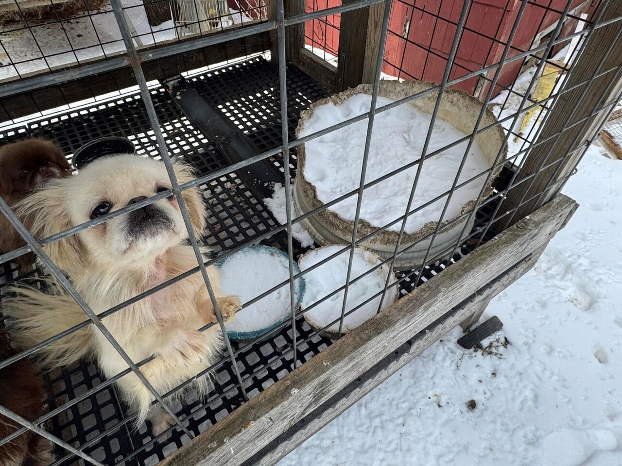 TCSO ANIMAL CRUELTY CASE 2-21.jpg