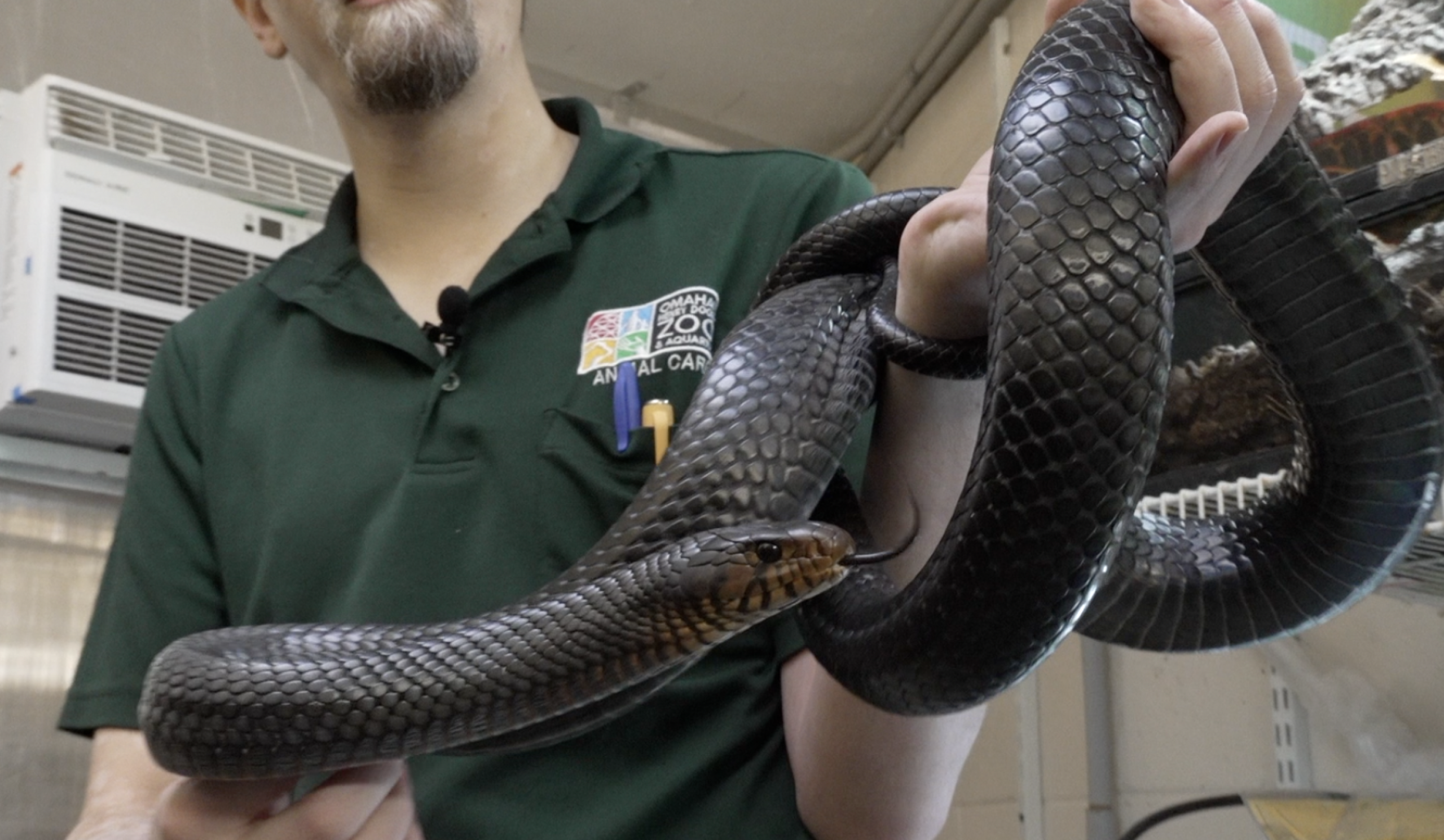 Indigo Python Zach at the Zoo - Eastern Indigo Snake