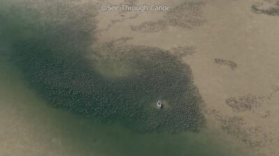VIDEO: Massive gathering of Cownose rays in Tampa Bay
