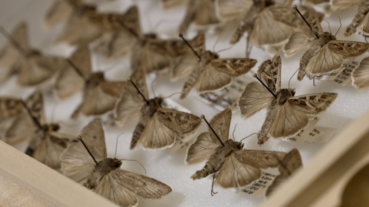 miller moths at Denver Museum of Nature and Science .jpg