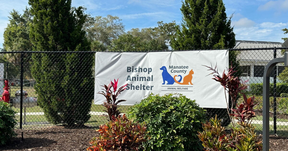 Local nonprofit helping provide free microchipping for lost and found pets - Vimarsana News