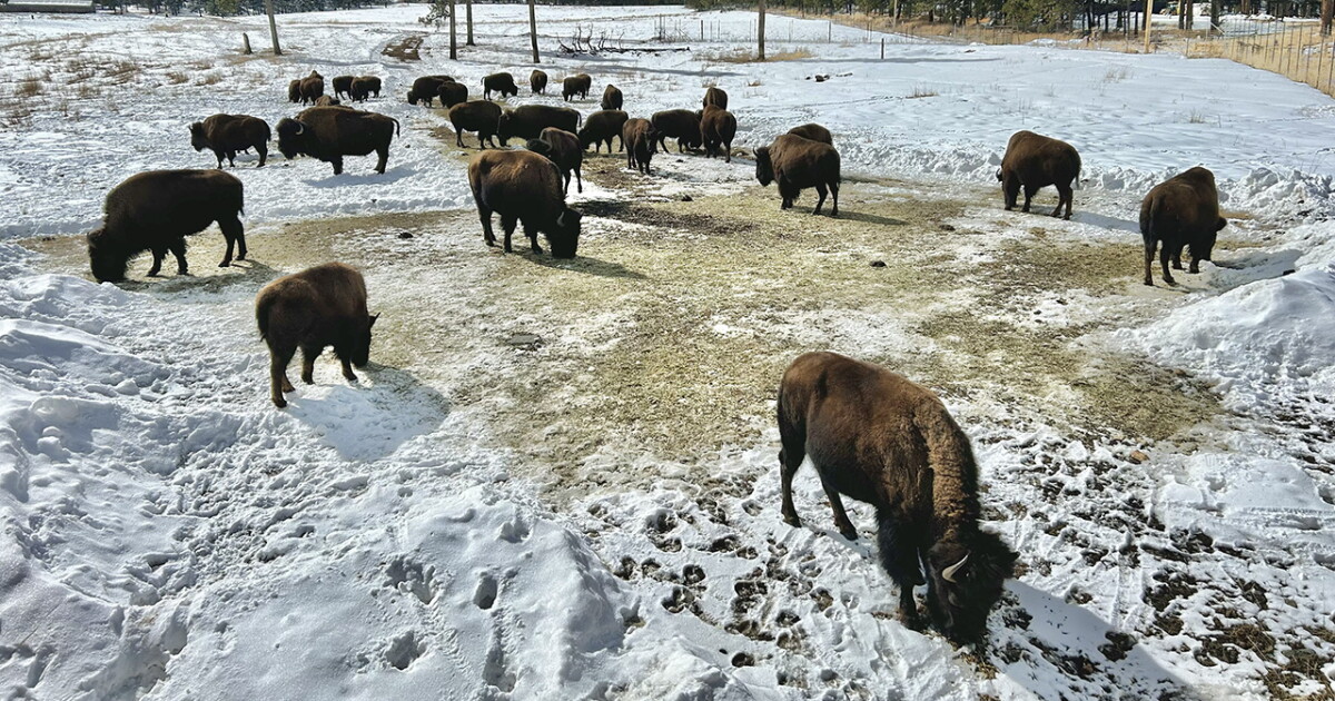 Colorado Declares Wild Bison Wildlife, Boosts Conservation Efforts