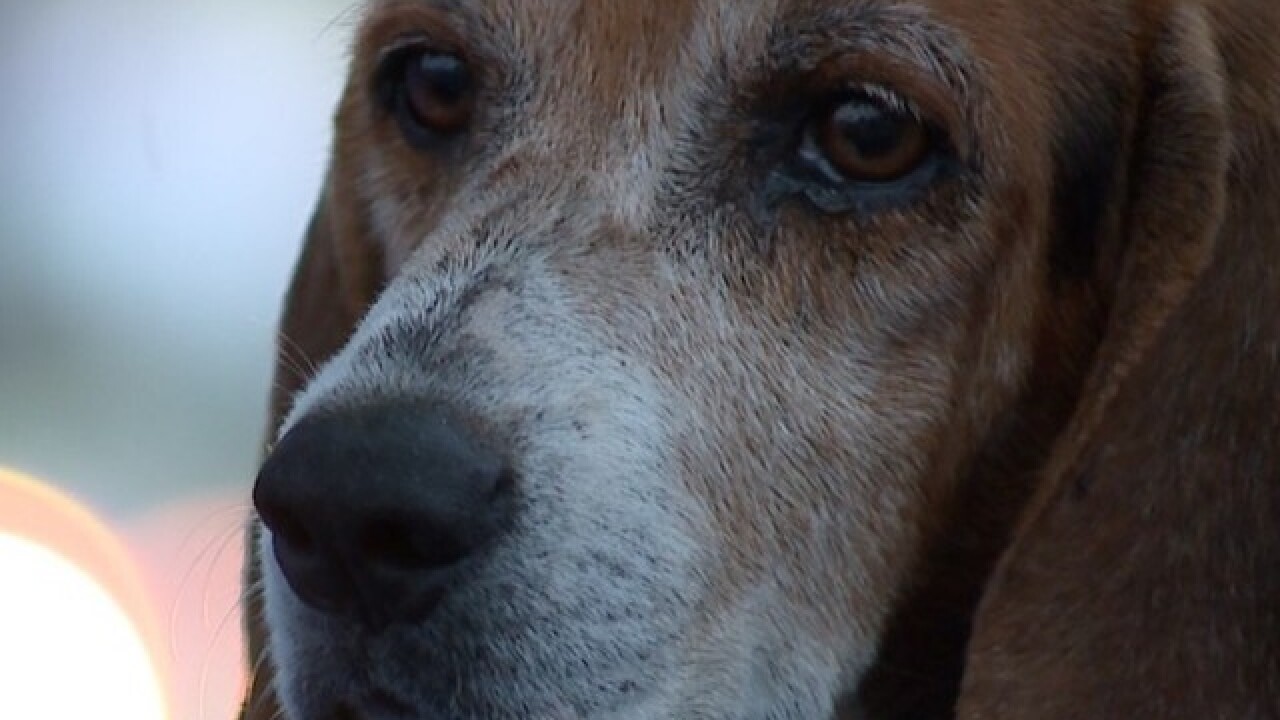 Florida dog fighting for his life after getting shot and stabbed