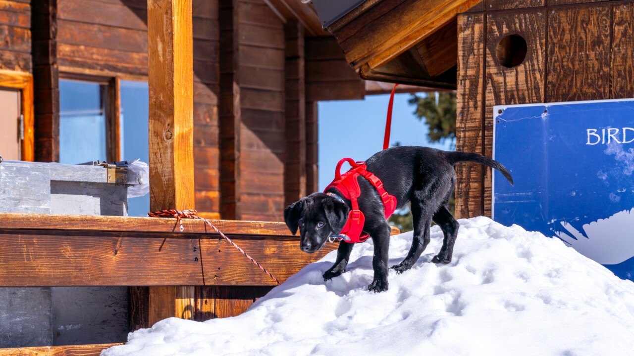 Beaver Creek avalanche dog.jpg