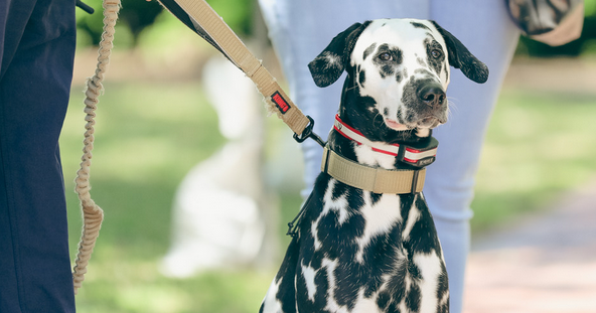 Temple Fire & Rescue training pup to become emotional support canine - Vimarsana News