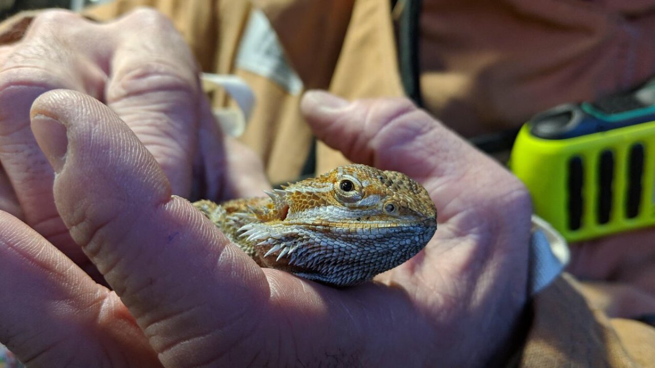 One of two lizards rescued from Columbia house fire