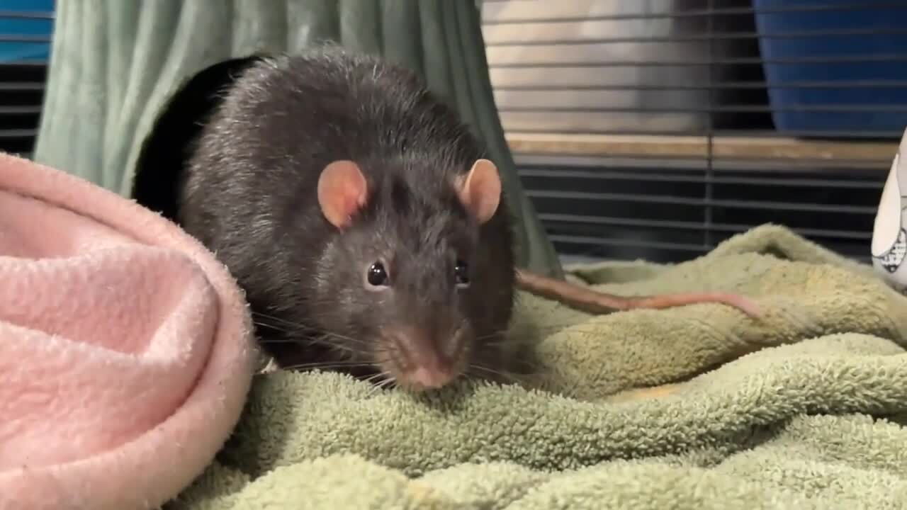 Stray rat finds refuge at Harford County Humane Society's exotic wing