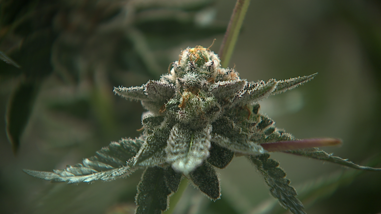 Denver dispensary and doctor discuss concerns surrounding move to reclassify marijuana
