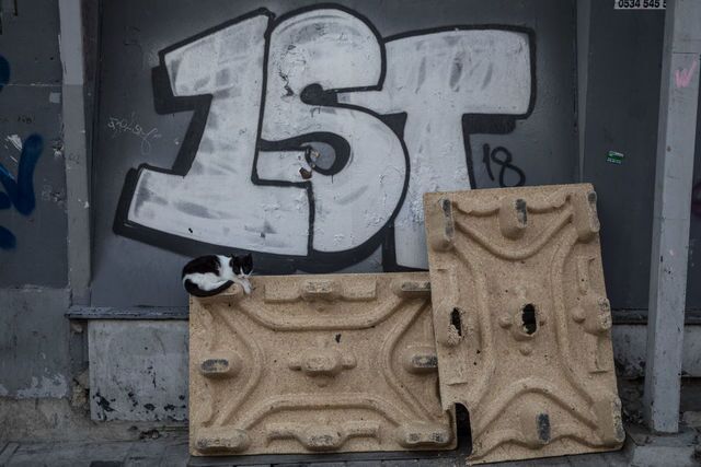 Photos: This place is known as 'The City of Cats'