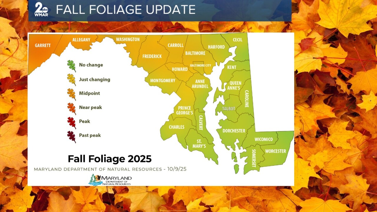 fall foliage.jpg