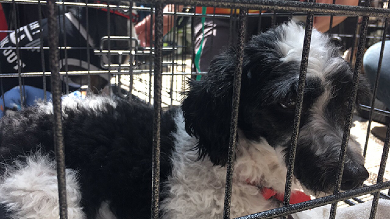 Clear the Shelters 2016