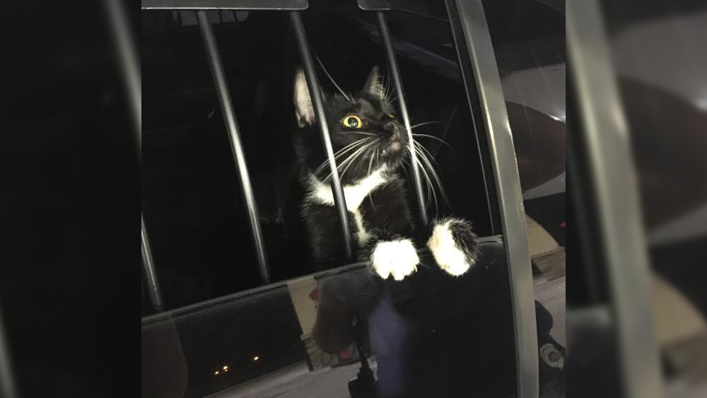 cat-burglar2.png
