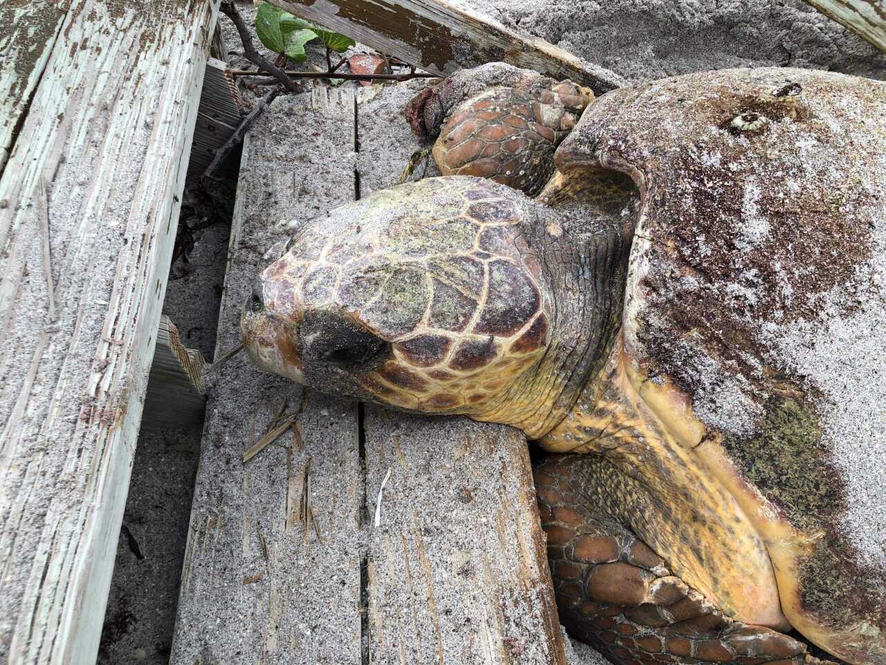 The future mother giant turtle has returned to the sea after many days trapped under a palm tree thanks to dedicated volunteers 1 Coastal Wildlife Club rescues 250 pound loggerhead turtle on Manasota Key