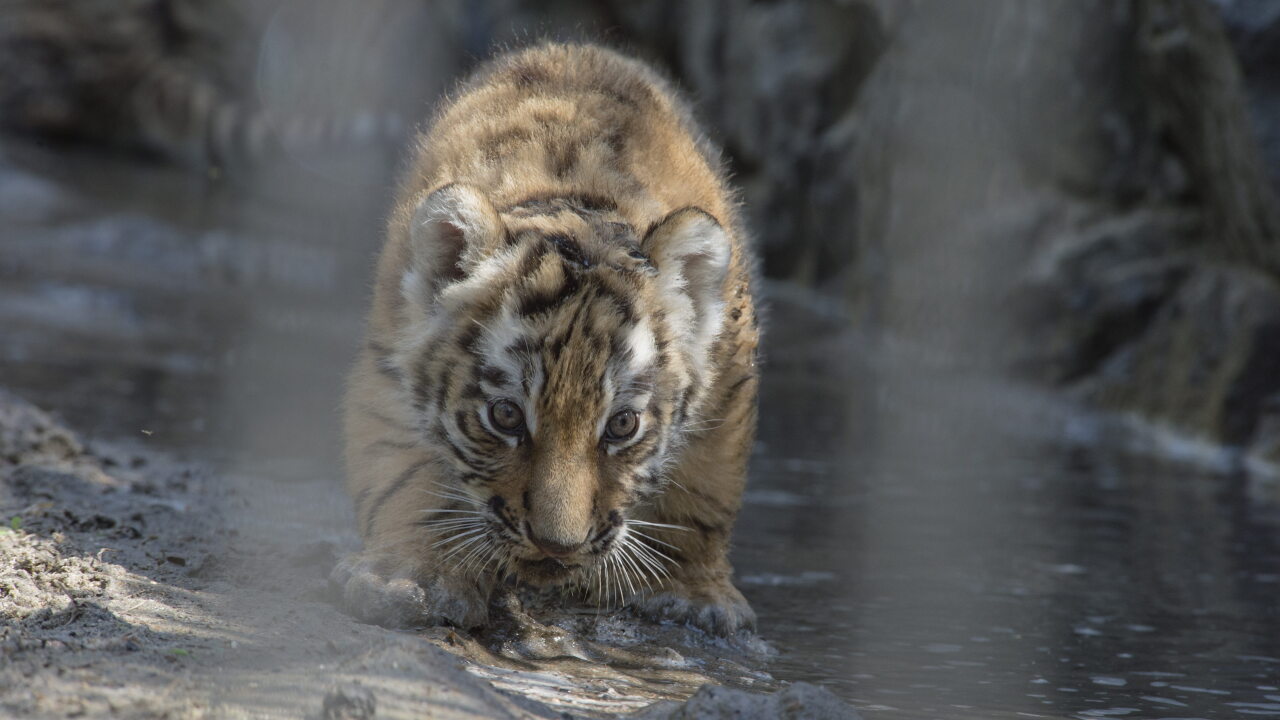 Russia Amur Tigers